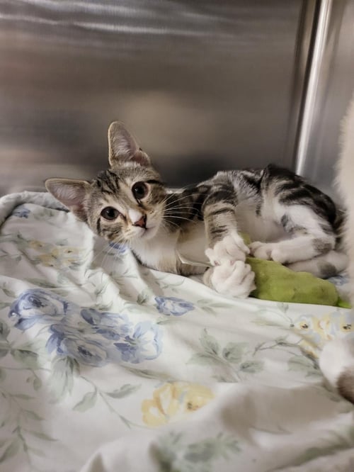 HARLEY - Tabby available for adoption