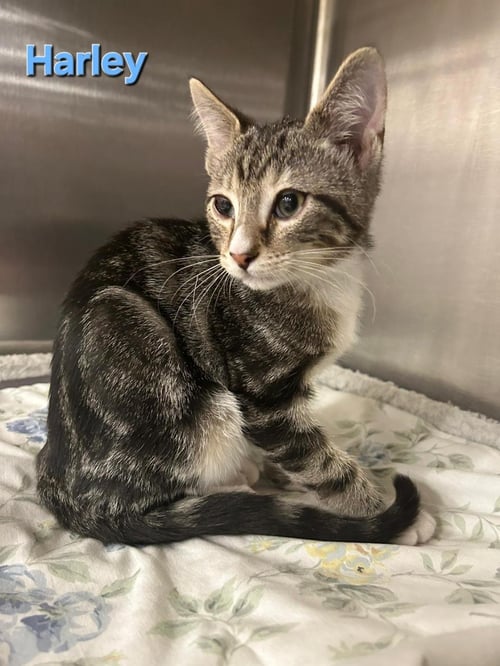 HARLEY - Tabby available for adoption