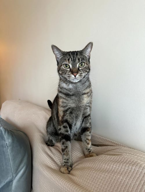 LUNA - American Shorthair available for adoption