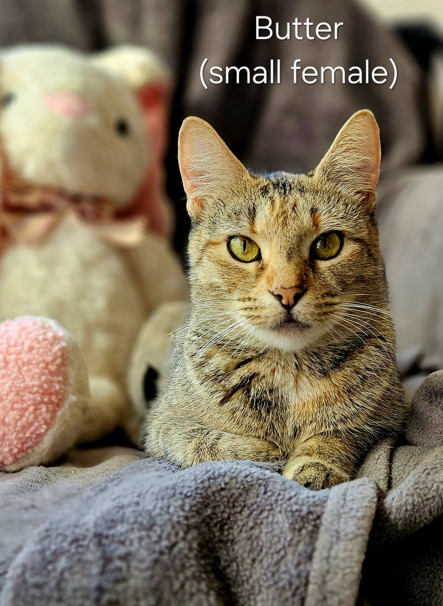 BUTTER & SCOTCH - Tabby / Abyssinian available for adoption