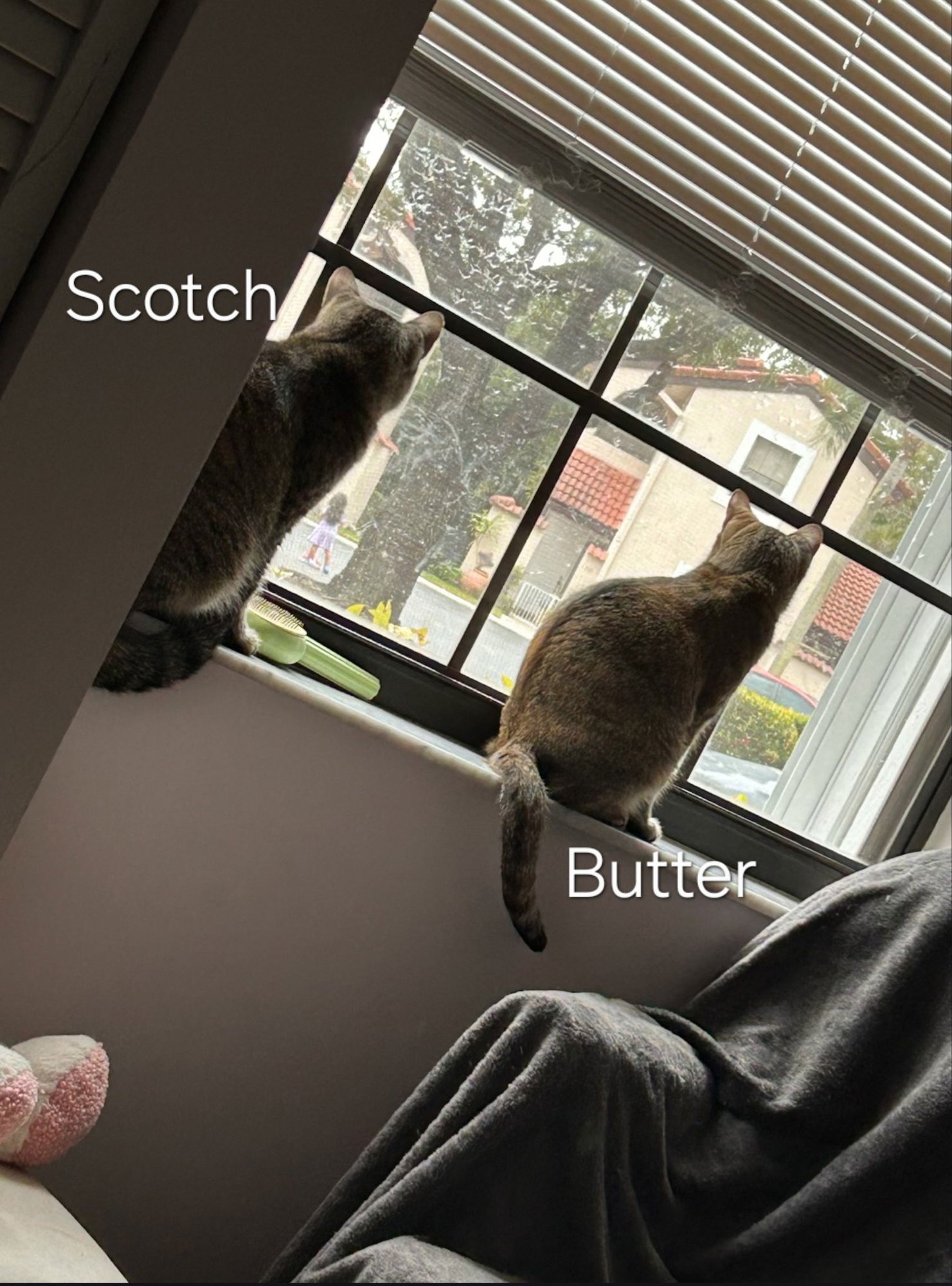 BUTTER & SCOTCH - Tabby / Abyssinian available for adoption
