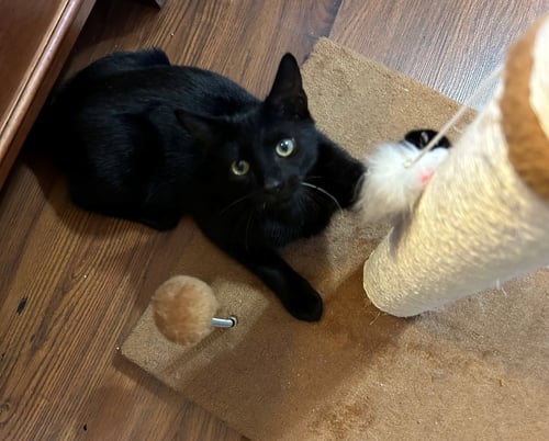 COOKIE - American Shorthair available for adoption