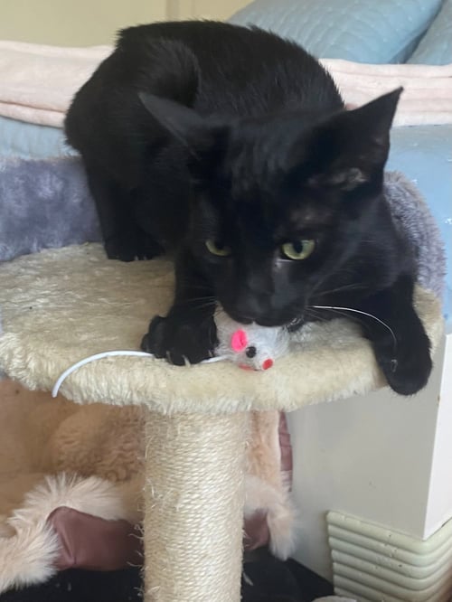 MIDNIGHT - American Shorthair available for adoption