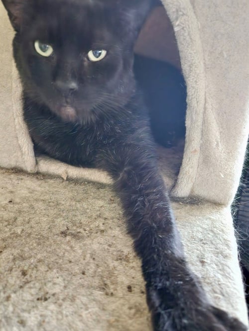 JELLYBEAN - Domestic Short Hair available for adoption