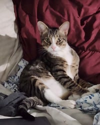 FELIX - Photo 1