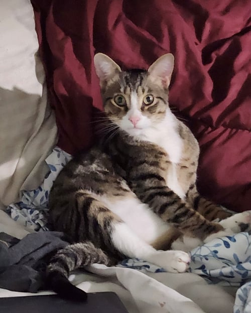 FELIX - American Shorthair / Tabby available for adoption