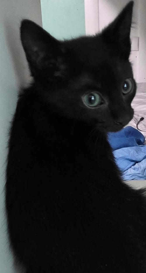 JET - American Shorthair available for adoption