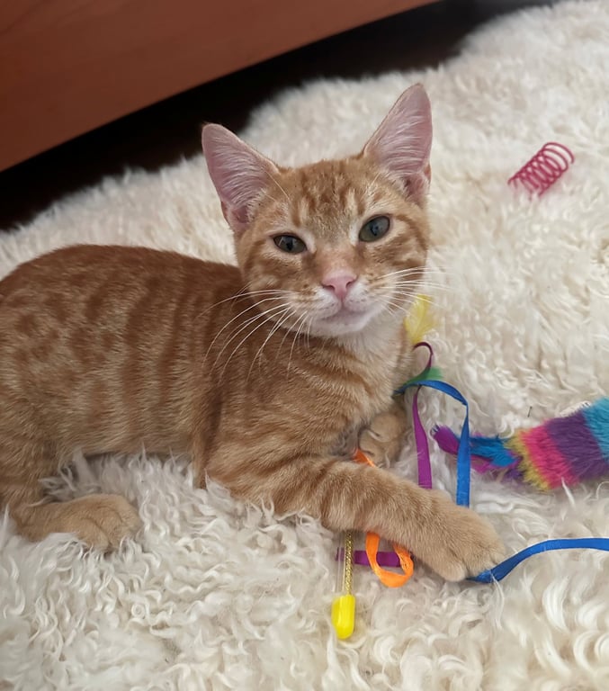 Baby Garfield Image