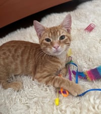 Baby Garfield - Photo 1