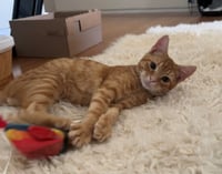 Baby Garfield - Photo 2