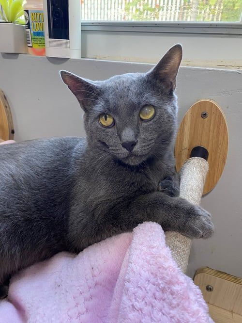PRINCE W - Russian Blue available for adoption