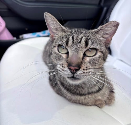 DONNIE - American Shorthair available for adoption