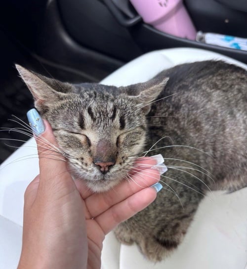 DONNIE - American Shorthair available for adoption