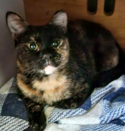SIRENIA - Tortoiseshell available for adoption