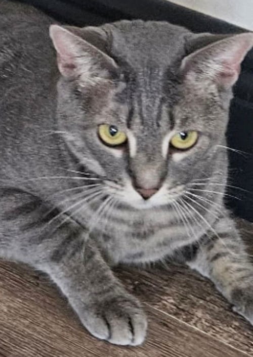 DAISY - American Shorthair available for adoption