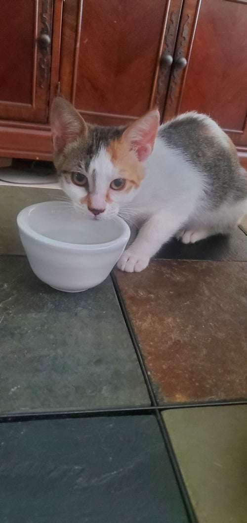 DAISY - American Shorthair available for adoption