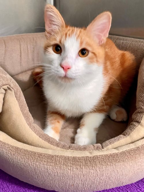 SHELDON - American Shorthair available for adoption