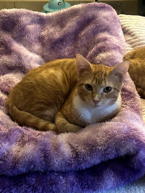 LISA - American Shorthair available for adoption