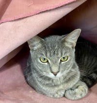 TIGERBELL - Photo 1
