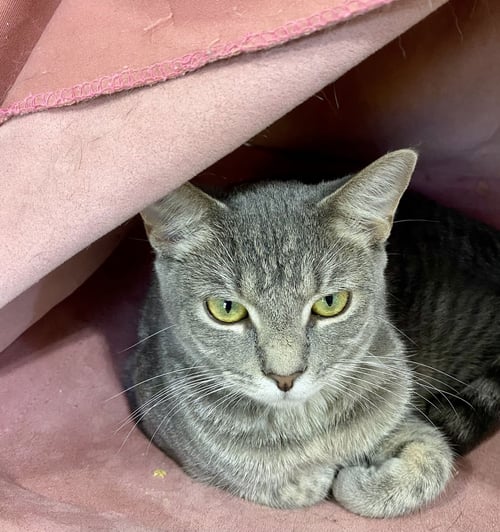 TIGERBELL - Tabby available for adoption