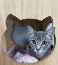 TIGERBELL - Photo 3