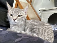 TIGERBELL - Photo 4