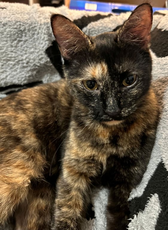 PEPPER Image