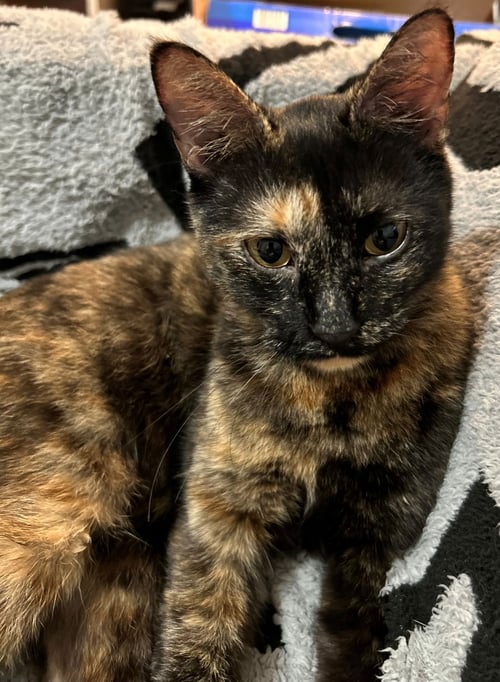 PEPPER - American Shorthair available for adoption