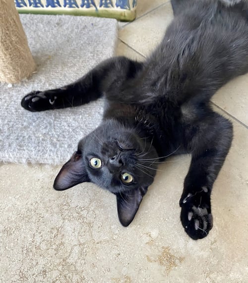 VAN GOGH - American Shorthair available for adoption
