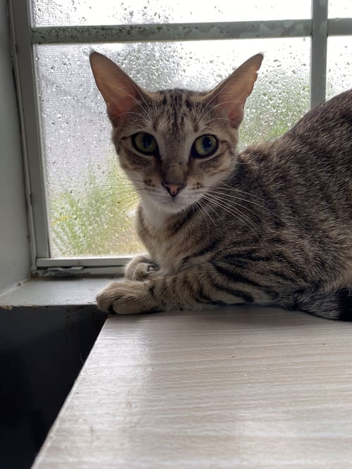 ALICE - American Shorthair available for adoption