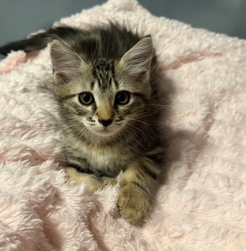 MILO - Maine Coon available for adoption