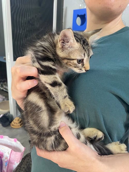 MILO - Maine Coon available for adoption