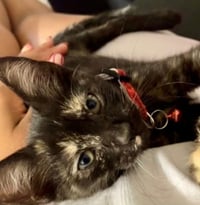 Lilly baby - Photo 1