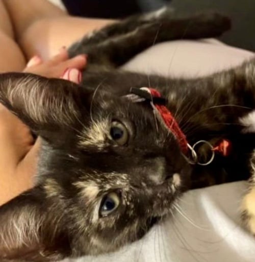 LILLY BABY - Tortoiseshell available for adoption
