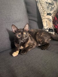 Lilly baby - Photo 2