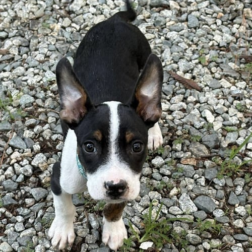 JAX WALTER - Boston Terrier available for adoption