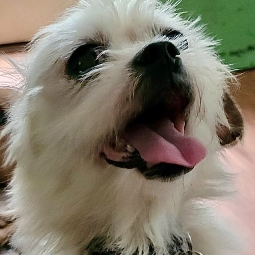 ROMEO - Chihuahua available for adoption
