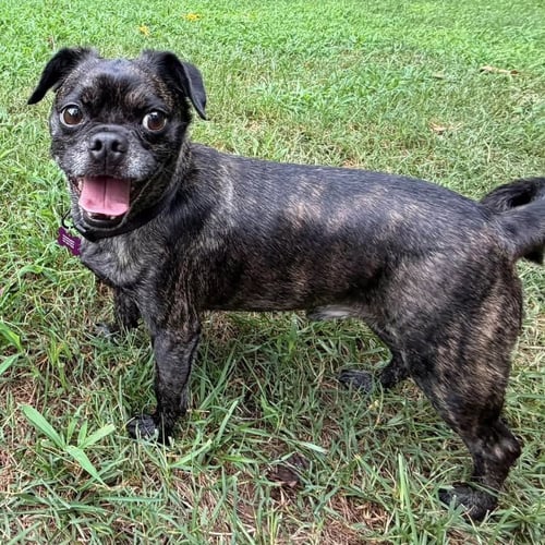 TEDDY - Pug / Chihuahua available for adoption
