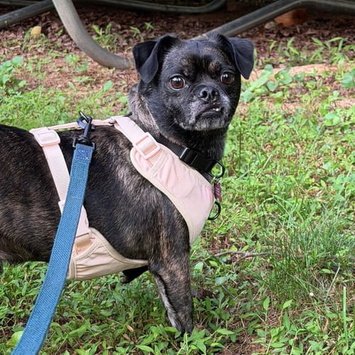 TEDDY - Pug / Chihuahua available for adoption
