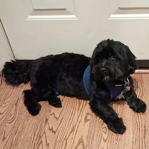 ASHTON - Lhasa Apso / Shih Tzu available for adoption