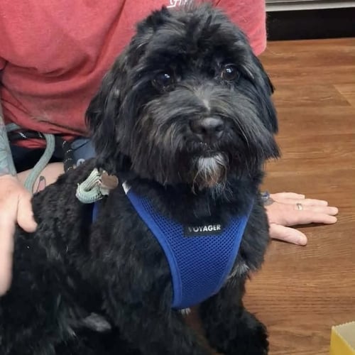 ASHTON - Lhasa Apso / Shih Tzu available for adoption