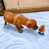 Tanner - Photo 3