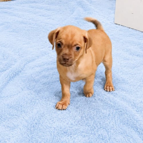 TANNER - Pug / Chihuahua available for adoption