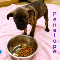 Penelope - Photo 3