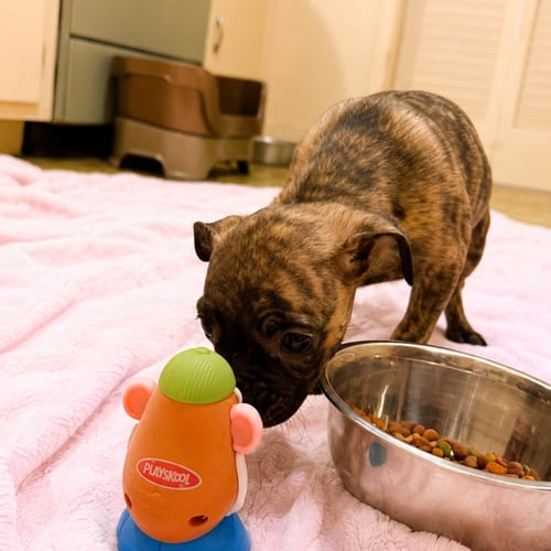 PENELOPE - Pug / Chihuahua available for adoption