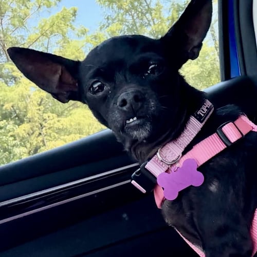 PENNY - Chihuahua available for adoption