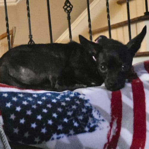 PENNY - Chihuahua available for adoption
