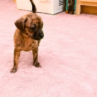 Sweet Pea - Photo 3