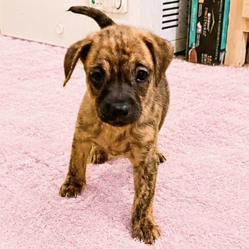 SWEET PEA - Pug / Chihuahua available for adoption