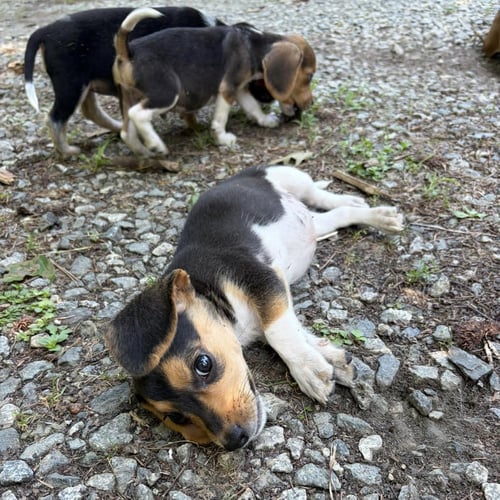 MISTY - Beagle available for adoption